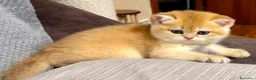 British gatti in vendita: Magnifici cuccioli di british shorthair golden - Annuncio 3