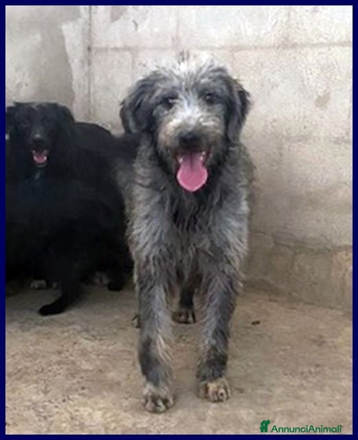 Meticcio cani MAGOGO un bel timidino - Annuncio 29