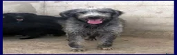 Meticcio cani in regalo: MAGOGO un bel timidino - Annuncio 1