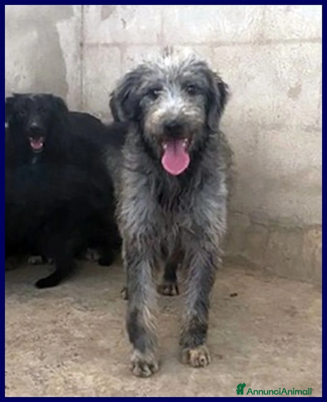 Meticcio cani in regalo: MAGOGO un bel timidino - Annuncio 1