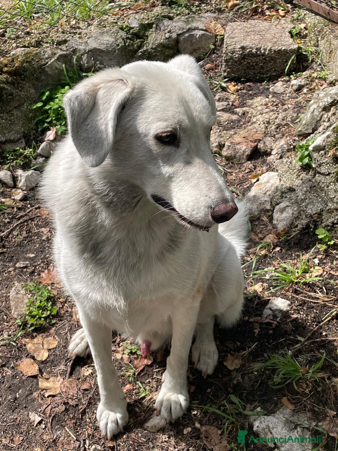 Meticcio cani in regalo: IL DOLCE E BELLISSIMO CESARE - Annuncio 6