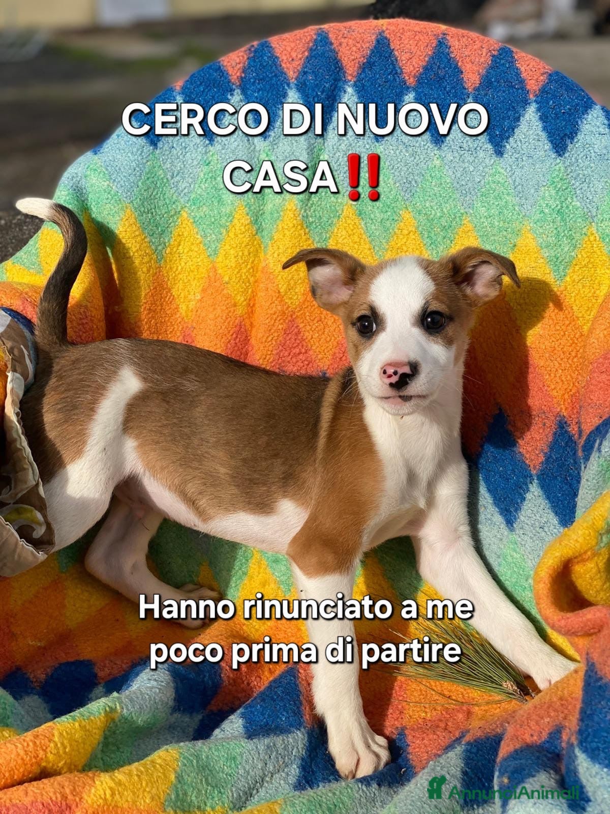Meticcio cani DONATO💙-cucciolo taglia contenuta.Adozione saltat - Annuncio 1