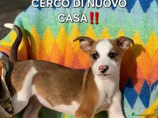 Meticcio cani DONATO💙-cucciolo taglia contenuta.Adozione saltat - Annuncio 1