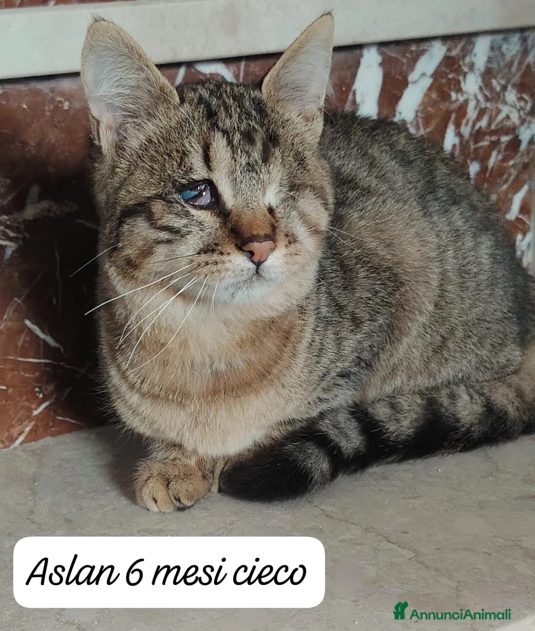 Altre razze gatti in regalo: Gattini desiderosi di trovare casa  - Annuncio 6