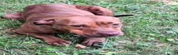 Meticcio cani in regalo: ALMA BELLISSIMA PIT - Annuncio 4