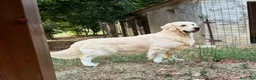 Golden Retriever cani in vendita: Splendidi cuccioli di golden retriever - Annuncio 3