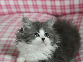 Siberiano gatti Cuccioli di gatto siberiano - Annuncio 37