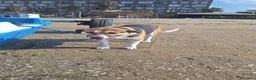 Meticcio cani in regalo: Meravigliosa Lilù  a Città metropolitana di Milano - Annuncio 4