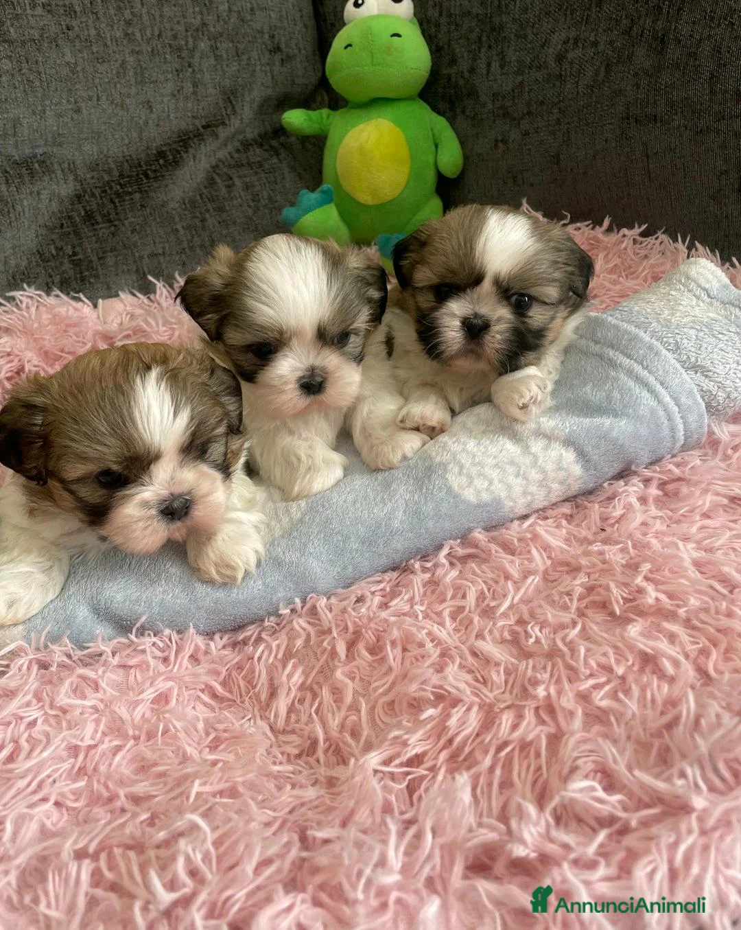 Shih Tzu cani in vendita: Cuccioli di Shih Tzu Imperiale a Città metropolitana di Milano - Annuncio 16