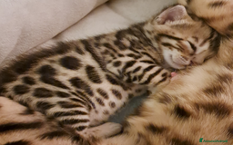 Bengala gatti in vendita: Cuccioli bengala  a Provincia di Varese - Immagine 1