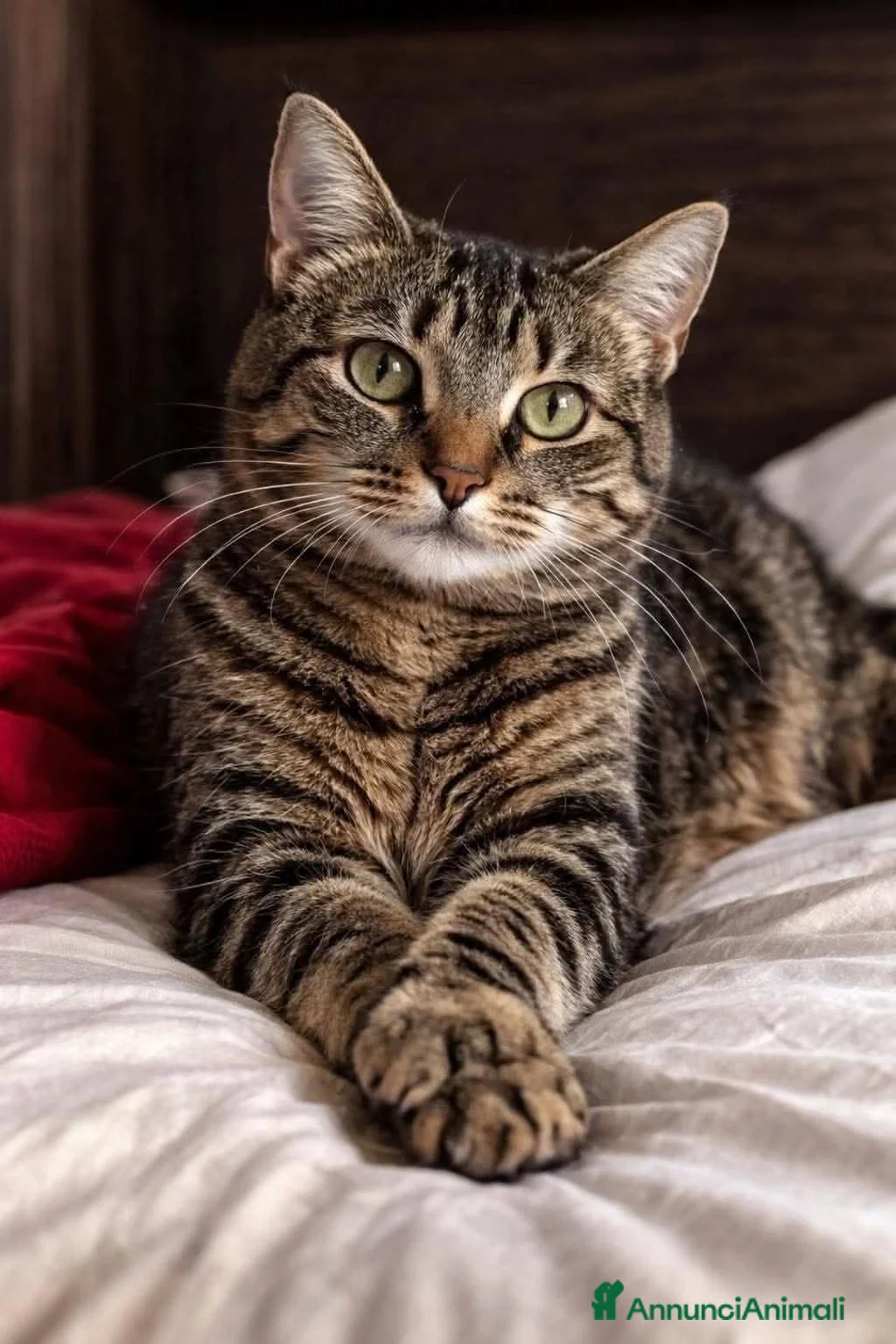 Europeo gatti in regalo: GATTO MASCHIO a Città metropolitana di Milano - Annuncio 2