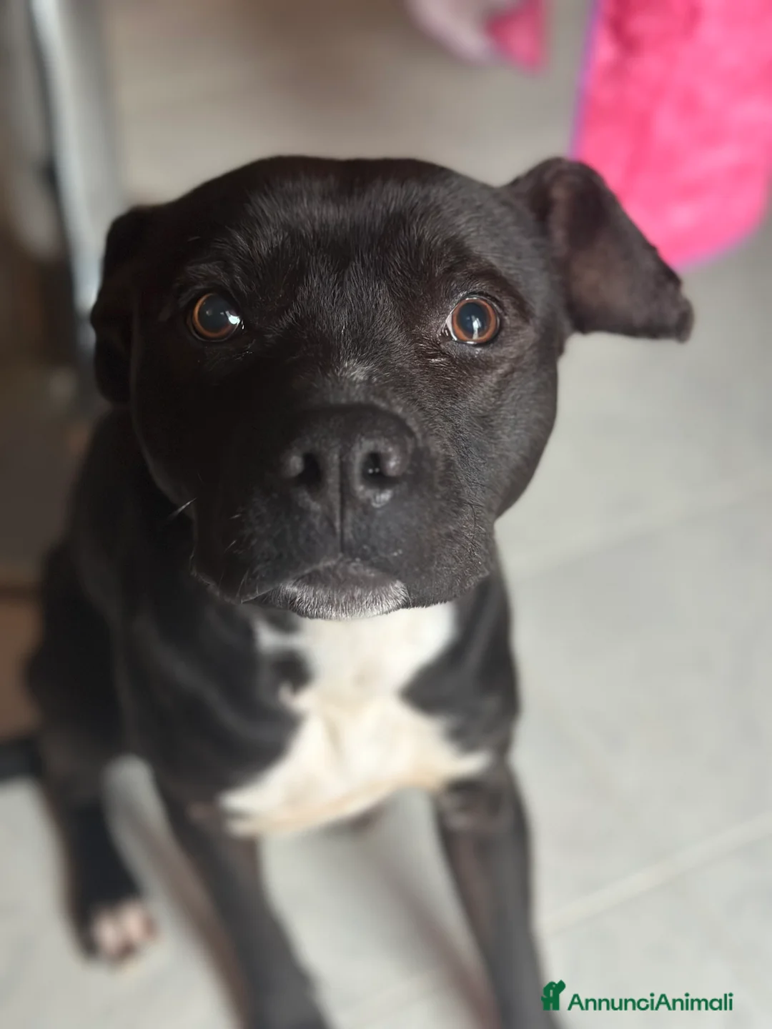 Pitbull cani in regalo: Regalo Pitbull Akira 4 anni - Annuncio 2