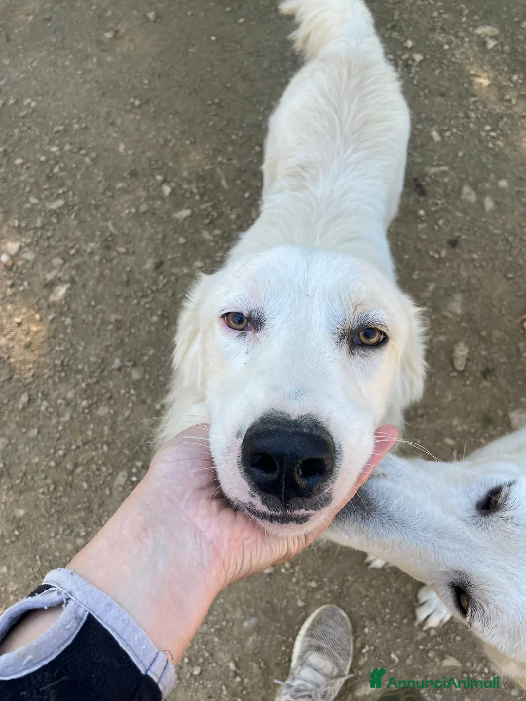Meticcio cani in regalo: IL TENERISSIMO OSLO - Annuncio 1