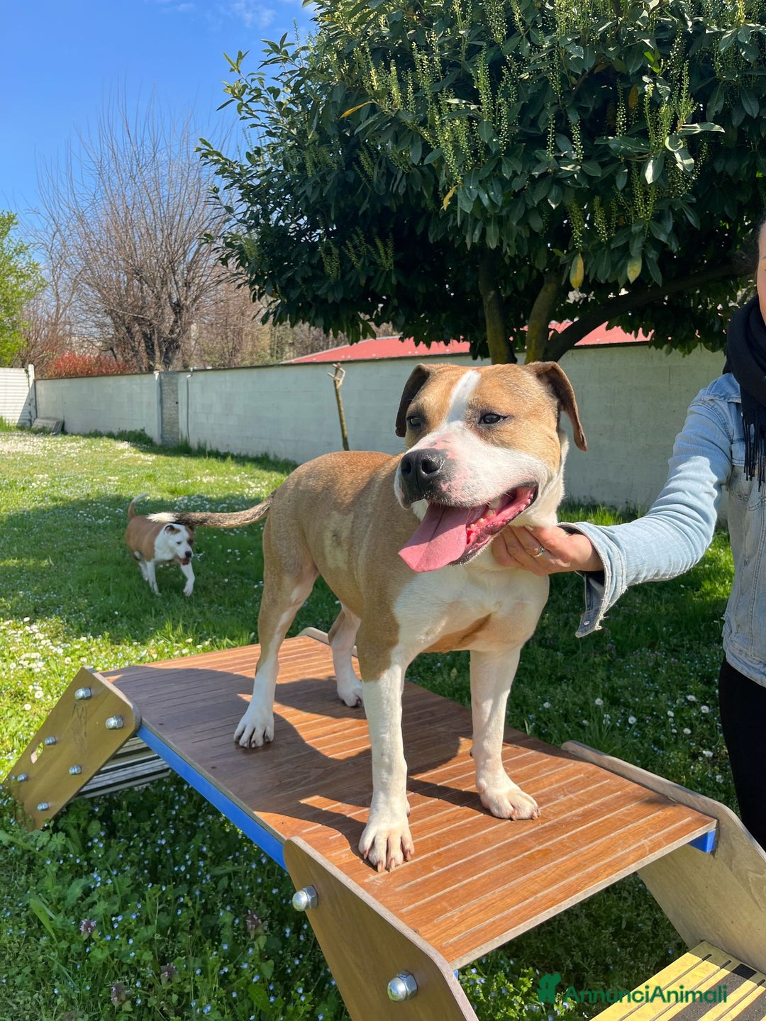 American Staffordshire cani in regalo: GOLD BELLISSIMO AMSTAFF a Città metropolitana di Milano - Annuncio 5