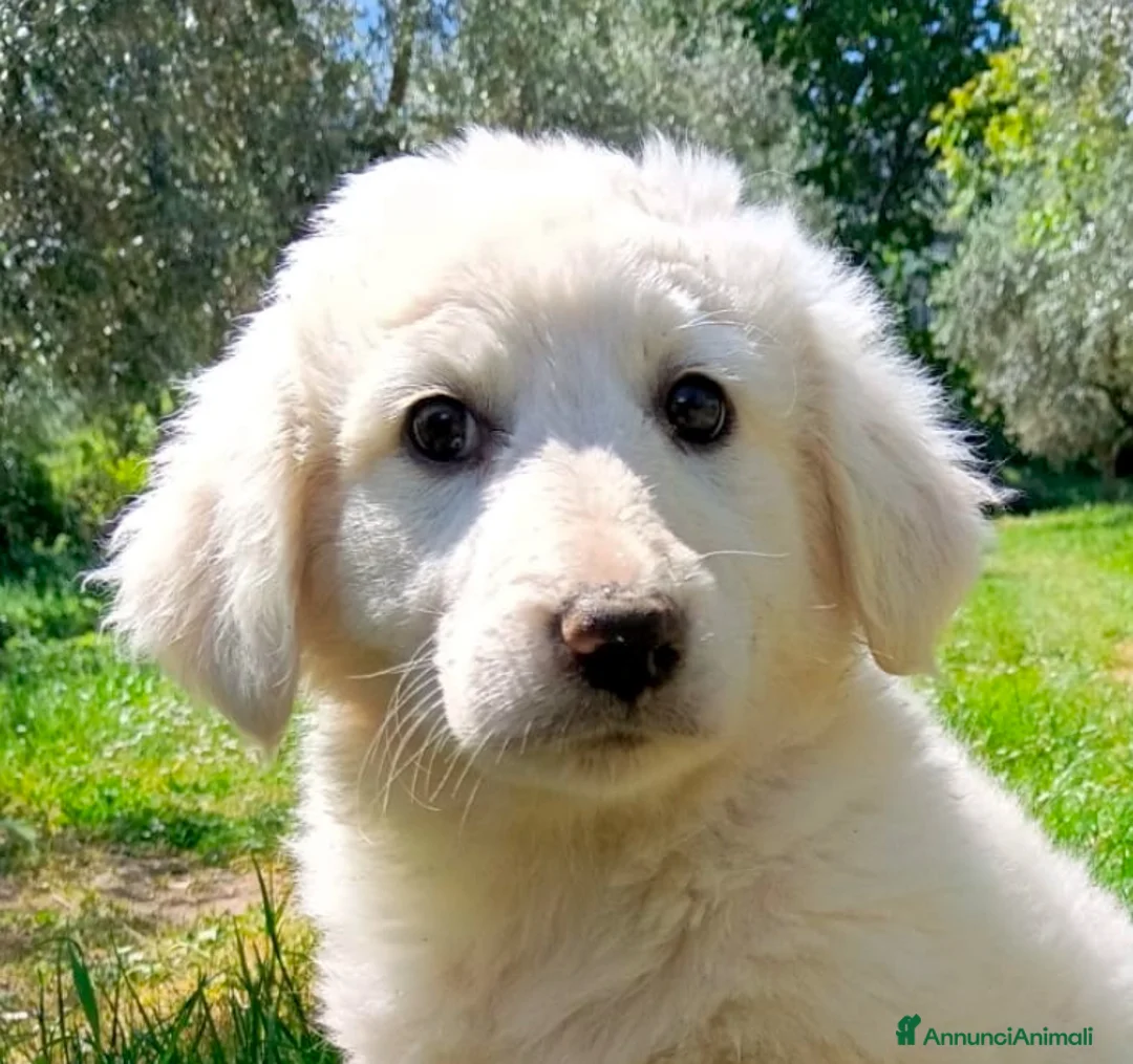 Meticcio cani in regalo: Cucciole femmine 3 mesi vaccinate - Annuncio 1
