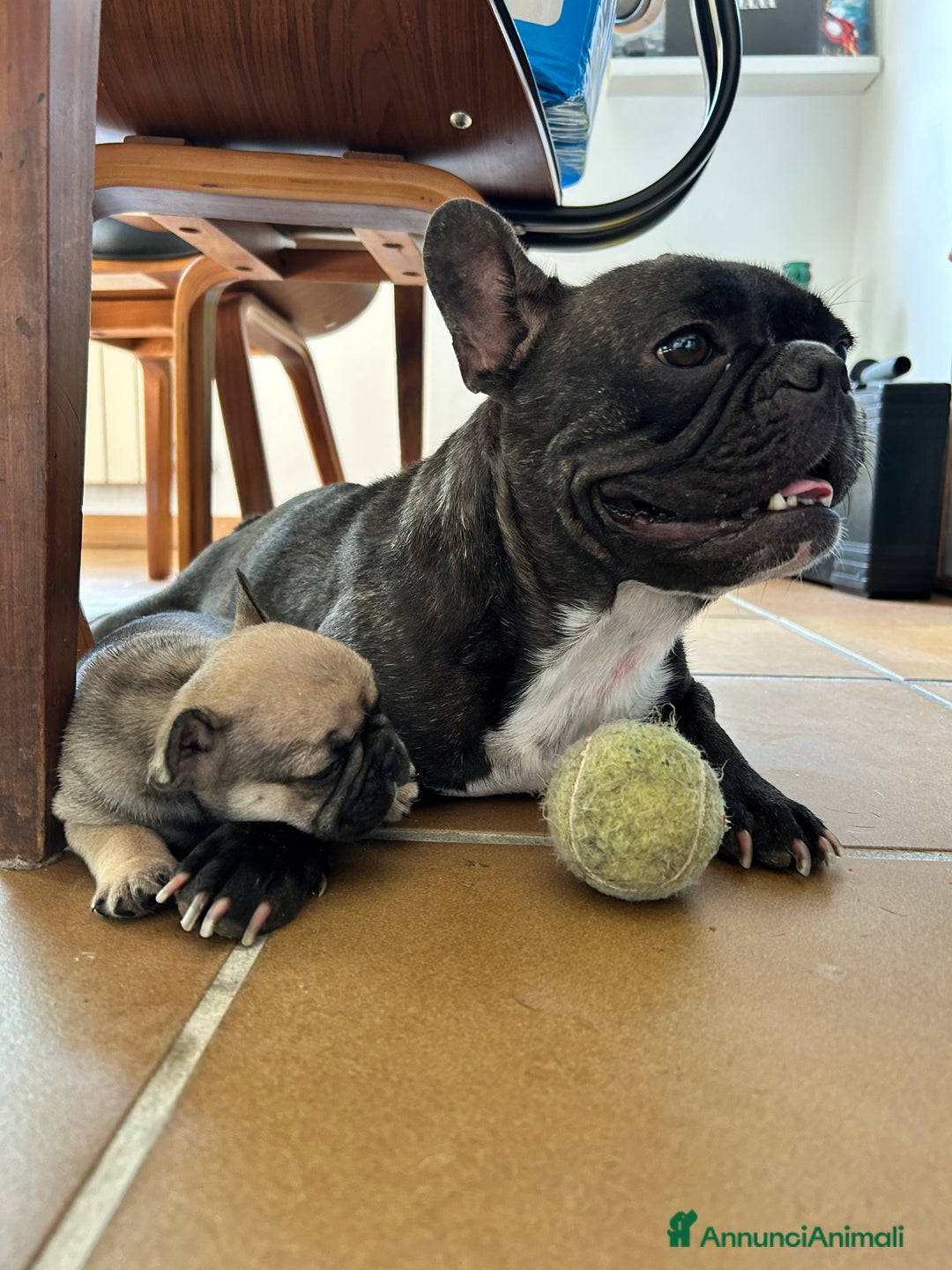 Bulldog Francese cani in vendita: Cuccioli di bulldog francese a Provincia di Lucca - Immagine 1