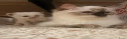 Ragdoll gatti in vendita: Cuccioli di ragdoll  - Annuncio 5