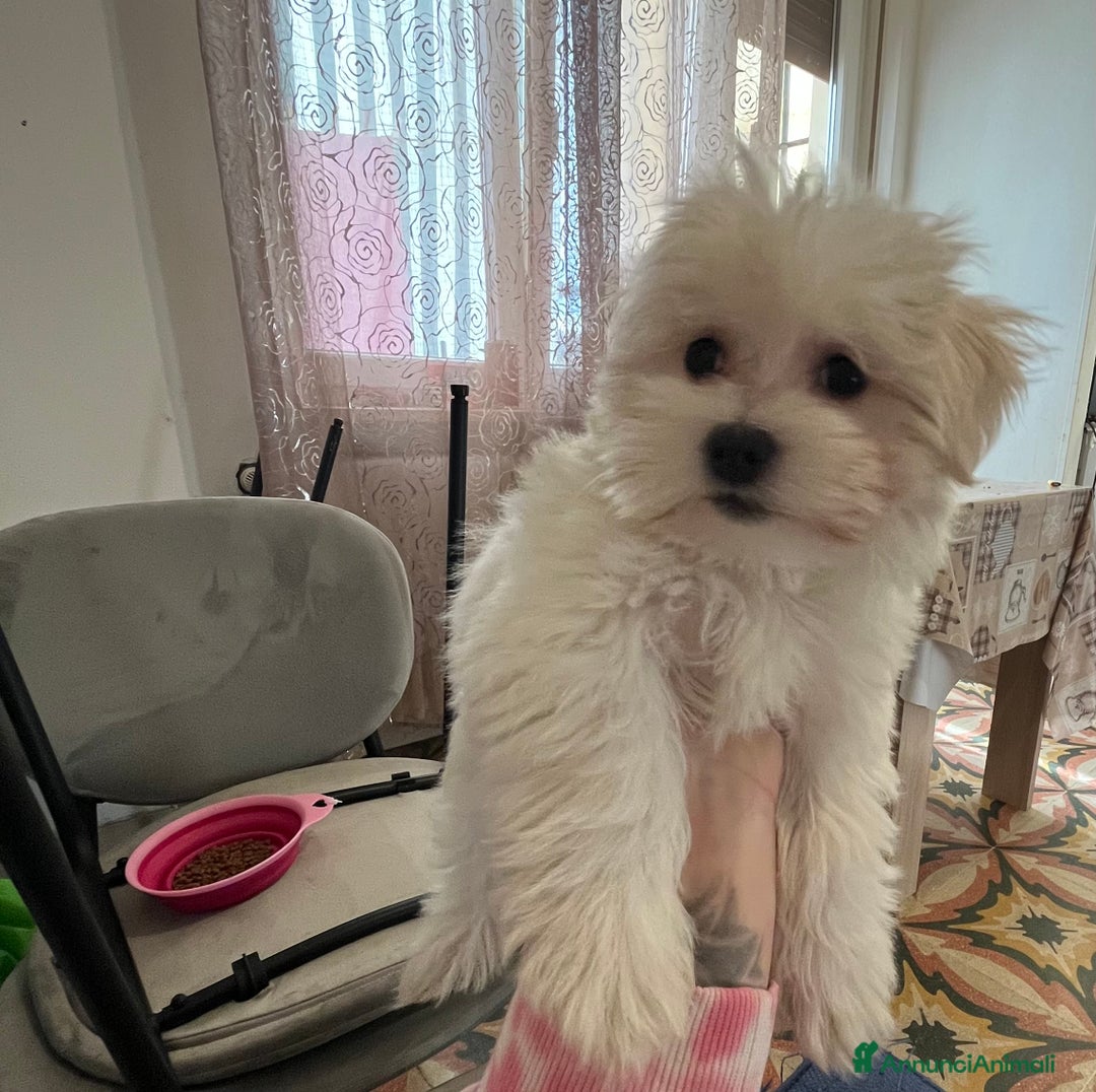 Maltese cani in vendita: Maltese  - Annuncio 2