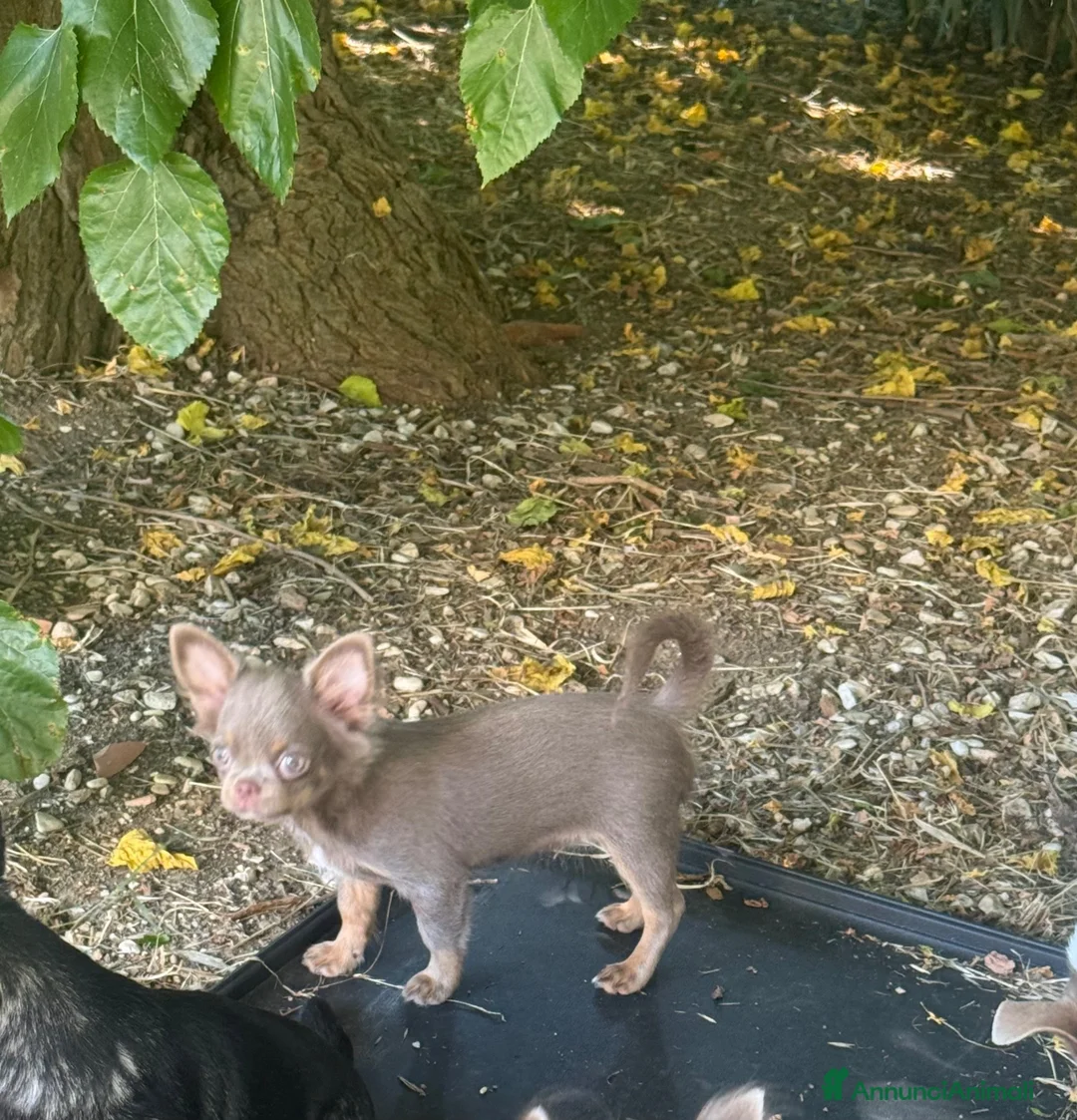 Chihuahua cani in vendita: Chihuahua lilac tan - Annuncio 2