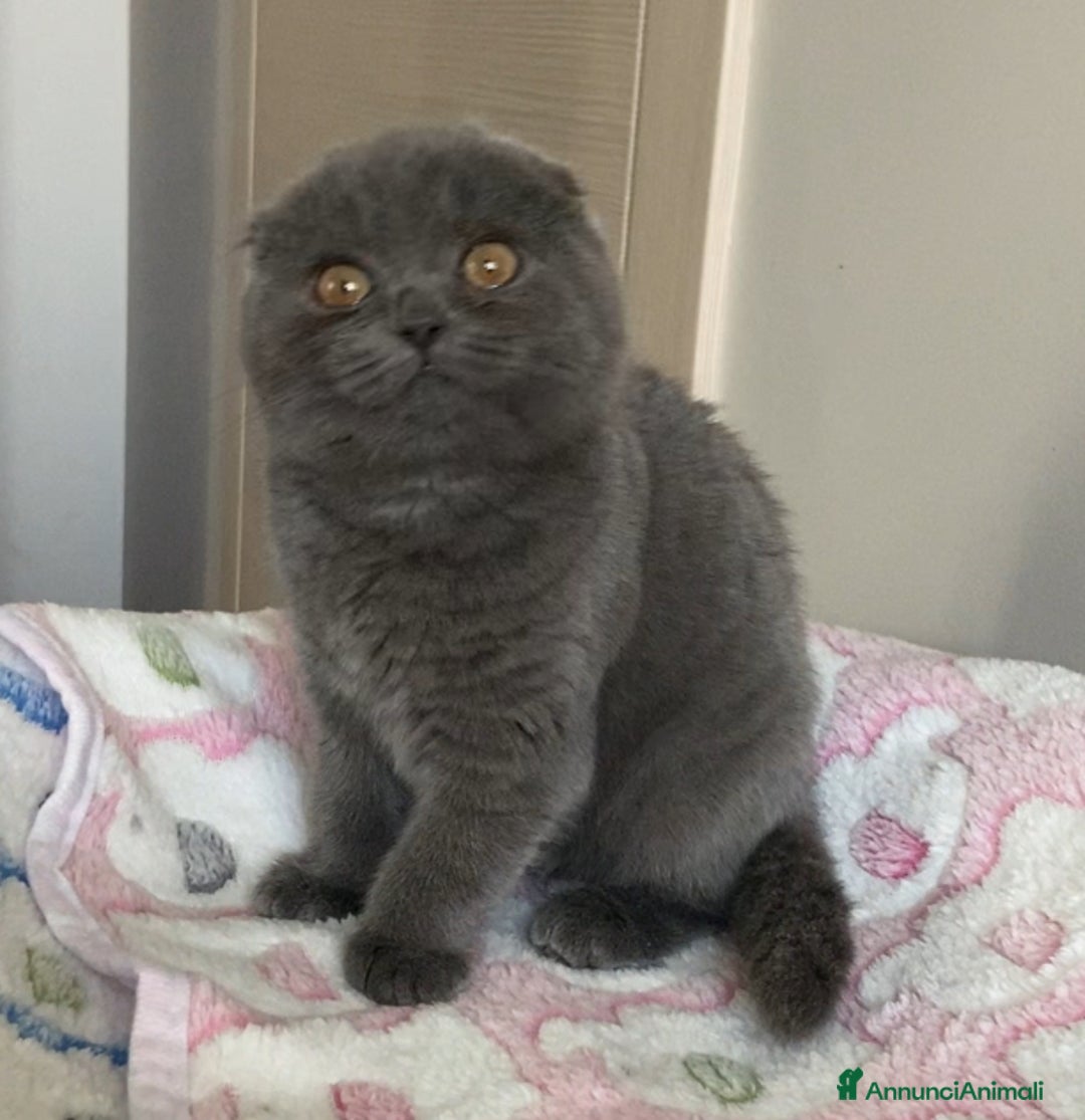 Scottish gatti in vendita: Scottish straight e fold - Annuncio 8