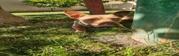 Meticcio cani in regalo: Pandora: cucciolotta taglia piccola socievole  - Annuncio 1