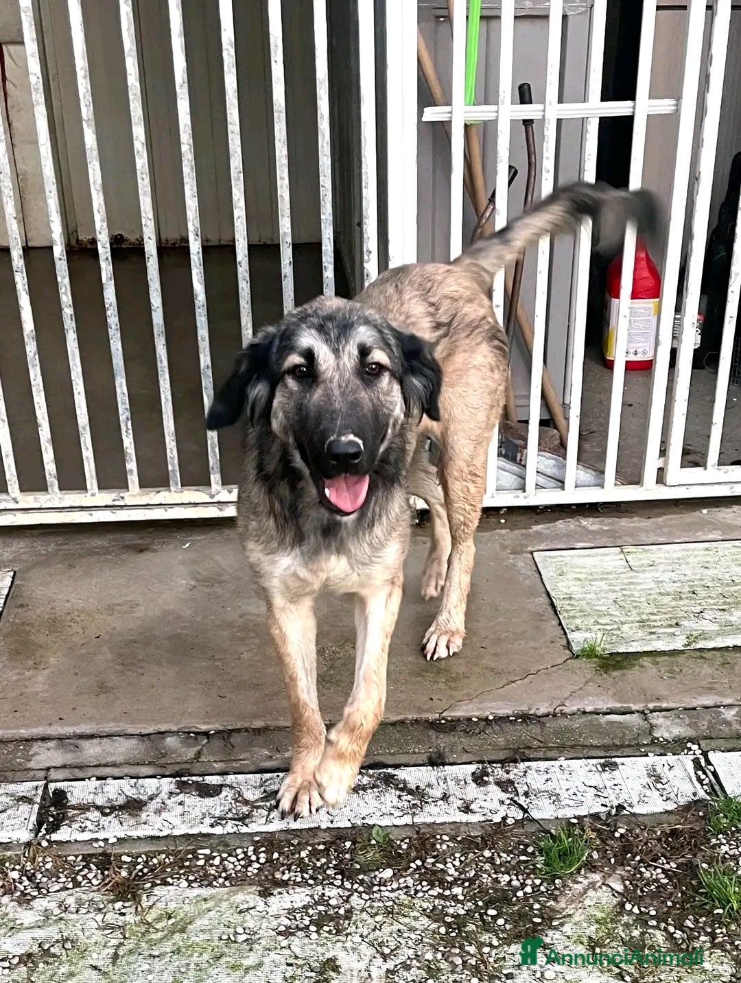 Meticcio cani in regalo: Adotta Rosy - Annuncio 2