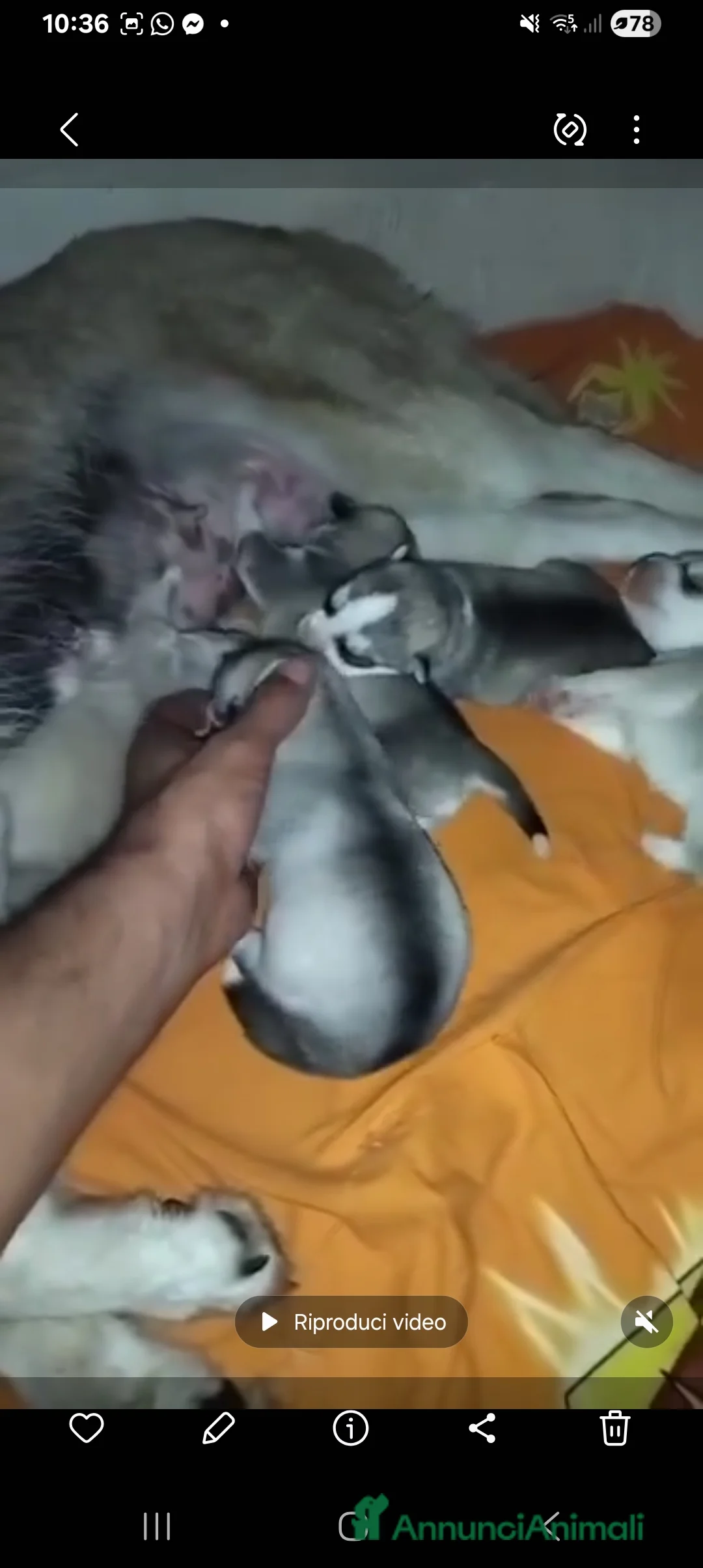 Husky cani in vendita: Siberian husky con pedegree - Annuncio 3