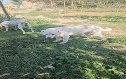 Meticcio cani in regalo: Consuelo: adozione del cuore o stallo  a Città Metropolitana di Genova - Immagine 10