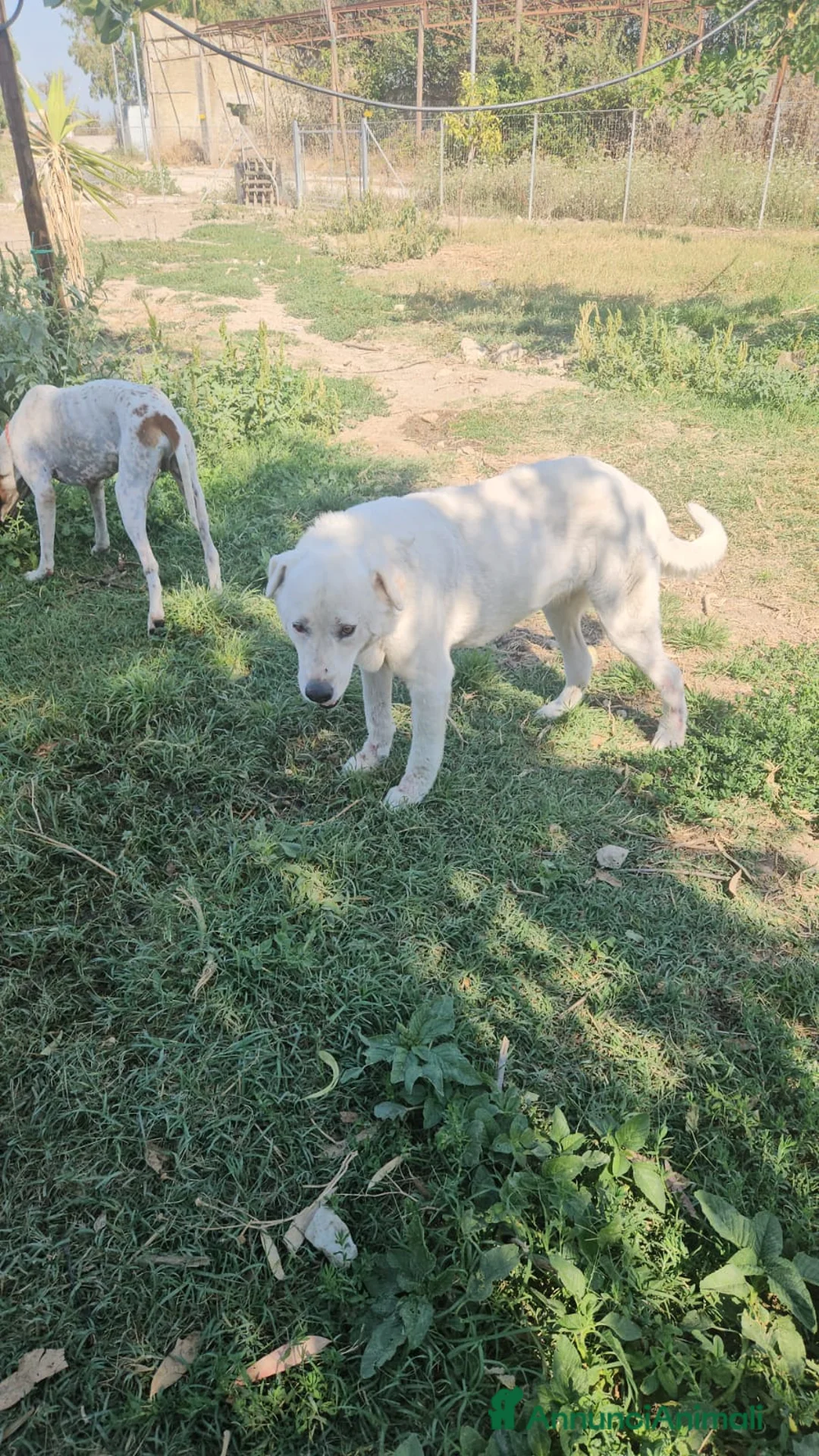 Meticcio cani in regalo: Consuelo: dolce, equilibrata, socievole  a Città Metropolitana di Genova - Annuncio 5