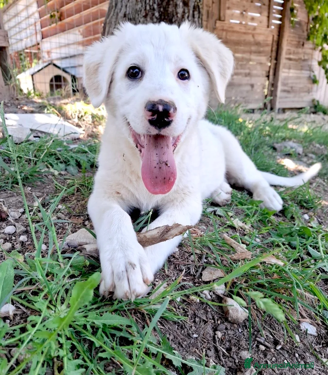 Meticcio cani in regalo: Cucciola taglia media 2 mesi e mezzo - Annuncio 1