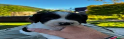 Springer Spaniel Inglese cani in vendita: Bellissimo cucciolo cerca casa - Annuncio 1