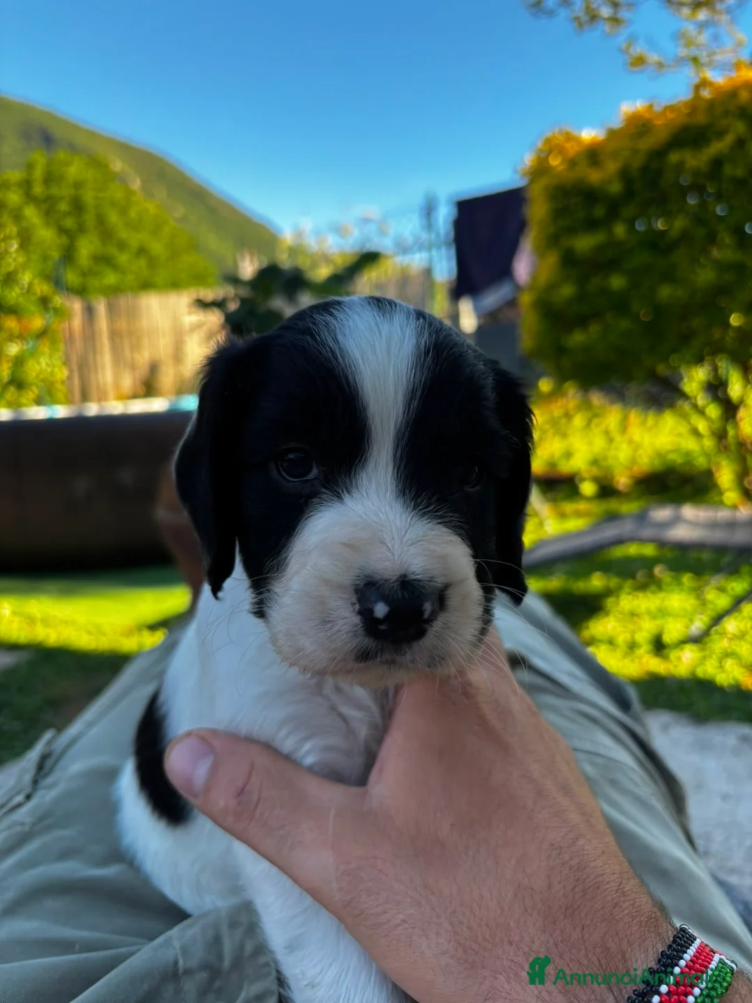 Springer Spaniel Inglese cani in vendita: Bellissimo cucciolo cerca casa - Annuncio 1