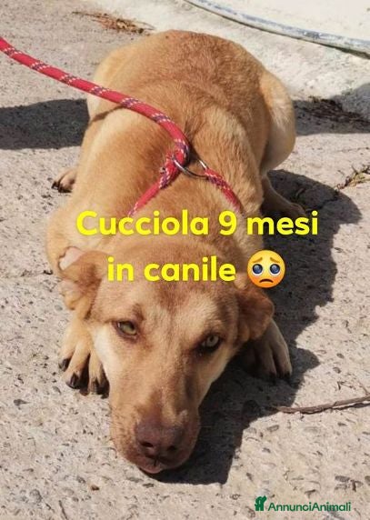 Meticcio cani GRACE ormai ha più di 1anno  - Annuncio 2