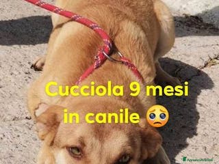 Meticcio cani GRACE ormai ha più di 1anno - Annuncio 2