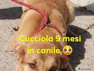 Meticcio cani GRACE ormai ha più di 1anno - Annuncio 17