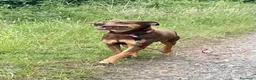 Meticcio cani in regalo: Everel: 12 anni, equilibrato e socievole  - Annuncio 8