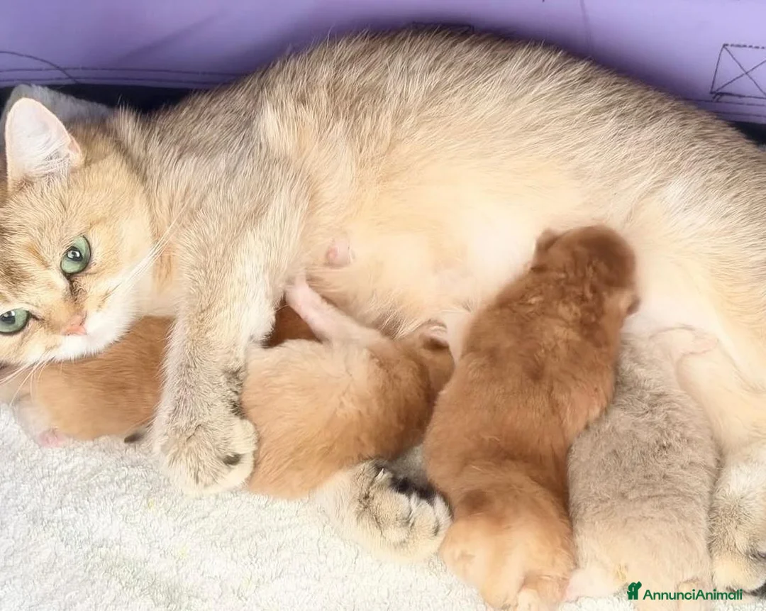British gatti in vendita: Magnifici cuccioli di british shorthair golden  - Annuncio 9