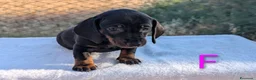 Bassotto cani in vendita: Bassotti tedeschi standard a pelo corto - Annuncio 9