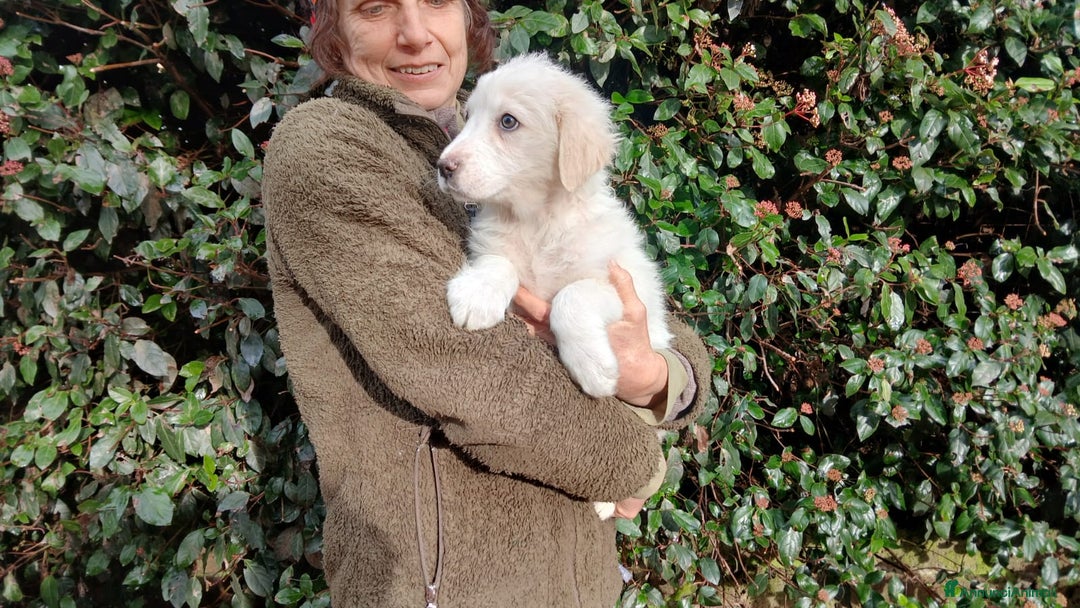 Meticcio cani in regalo: GRETA NON VUOLE CRESCERE IN CANILE, IN ADOZIONE - Annuncio 4