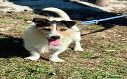 Jack Russell cani in regalo: Taz 3 anni 7 chili peperino - Annuncio 2