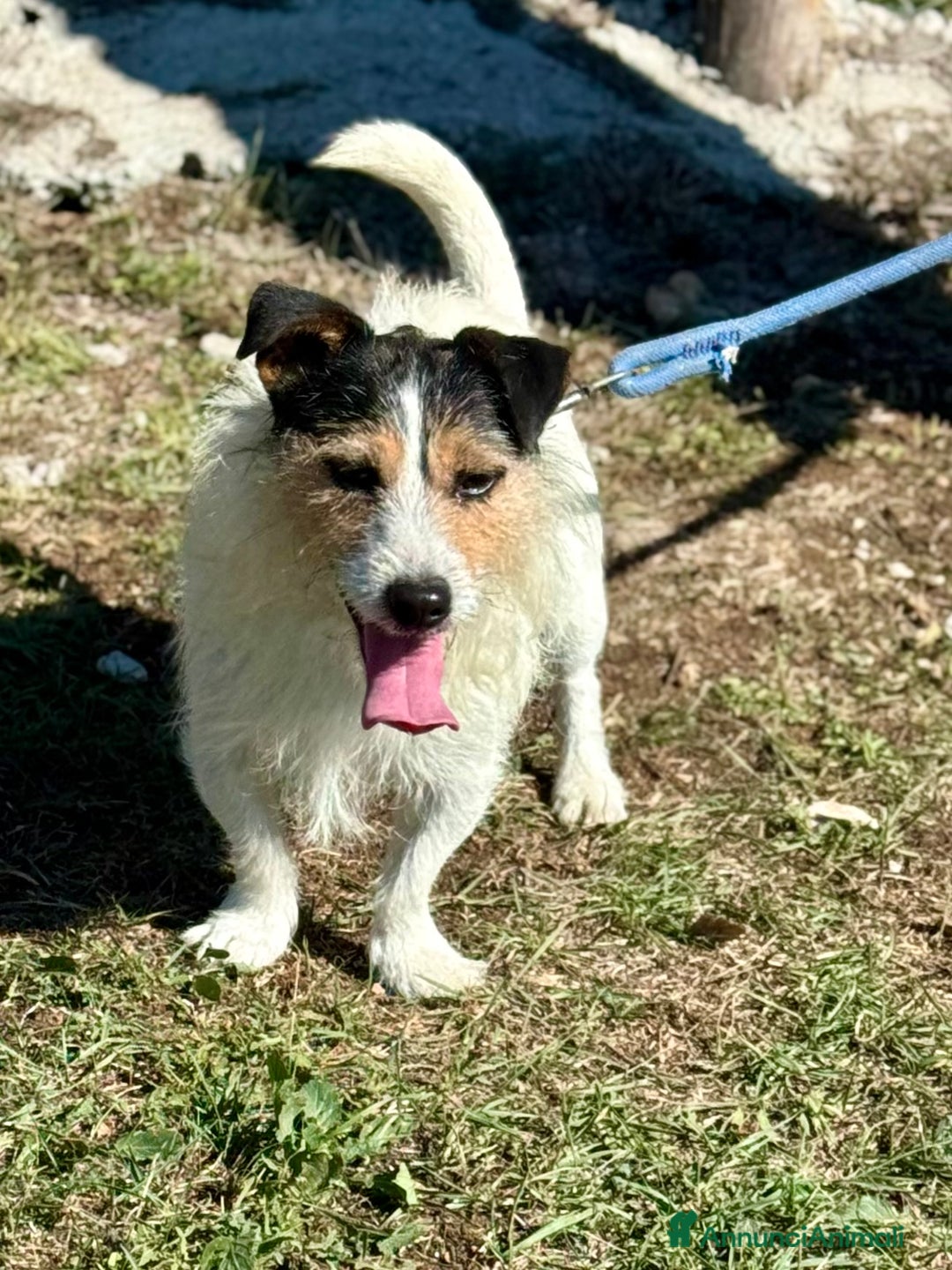 Jack Russell cani in regalo: Taz 3 anni 7 chili peperino - Annuncio 2