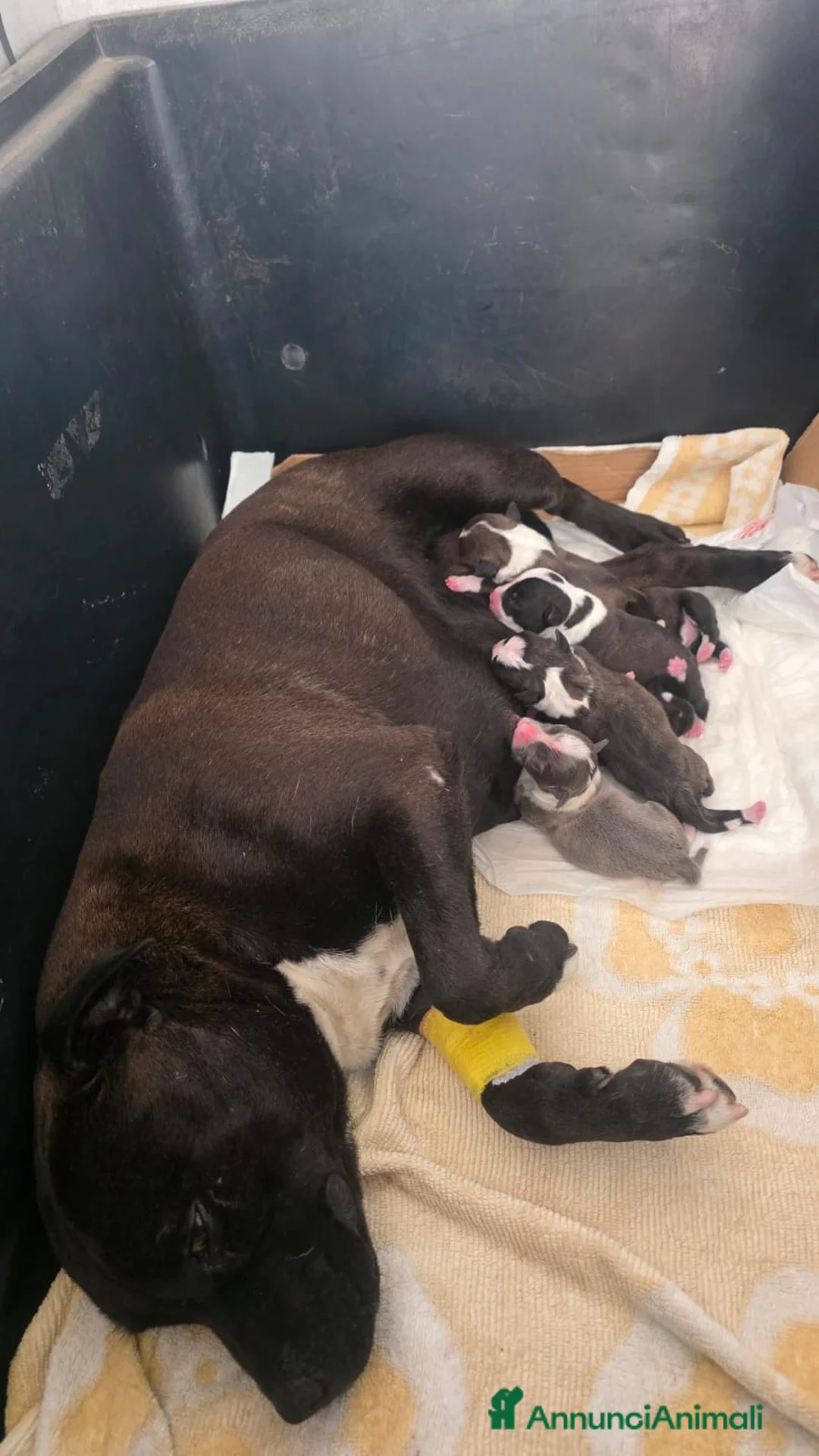 Staffordshire cani in vendita: Staffordshire bull terrier staffy a Provincia di Frosinone - Annuncio 2