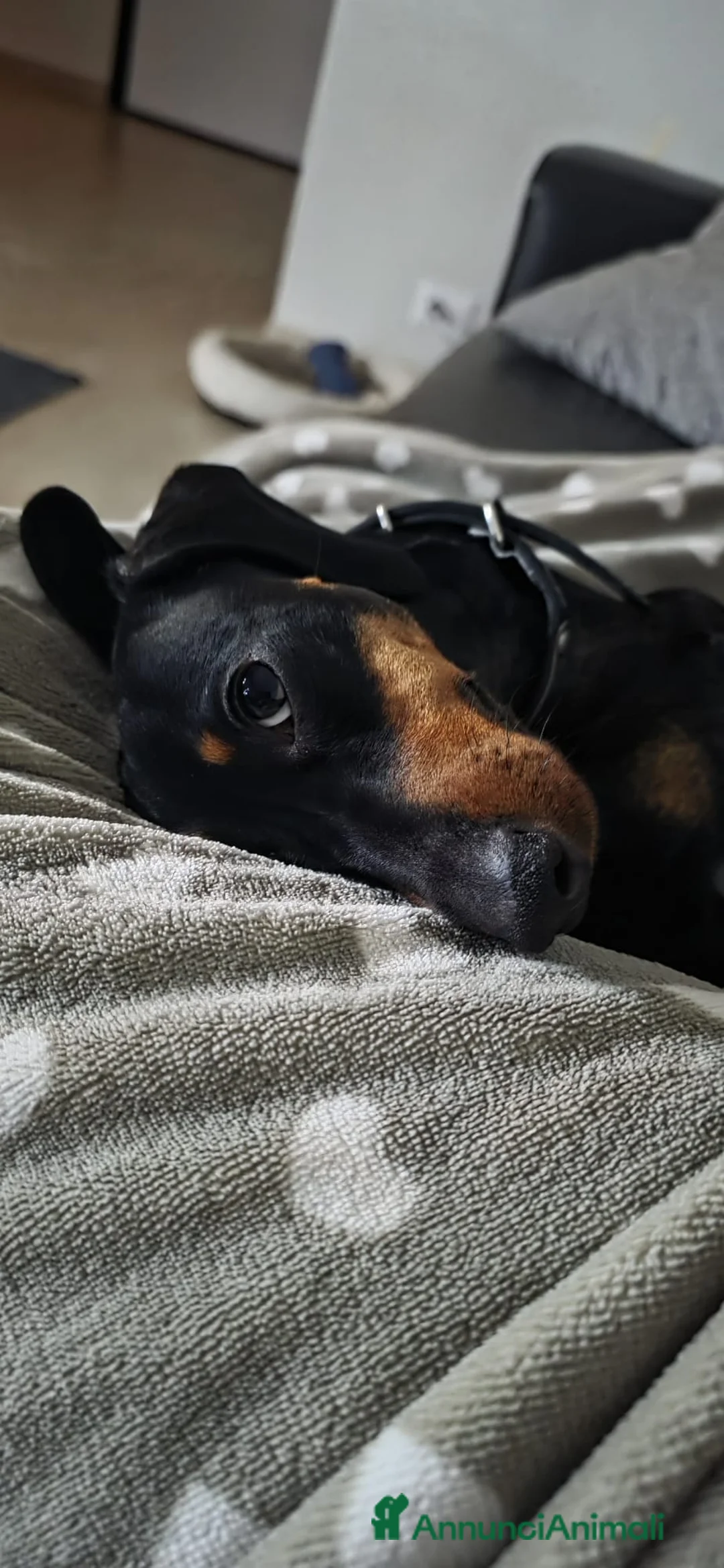 Bassotto cani per accoppiamento: Cerco maschio per monta - Annuncio 3