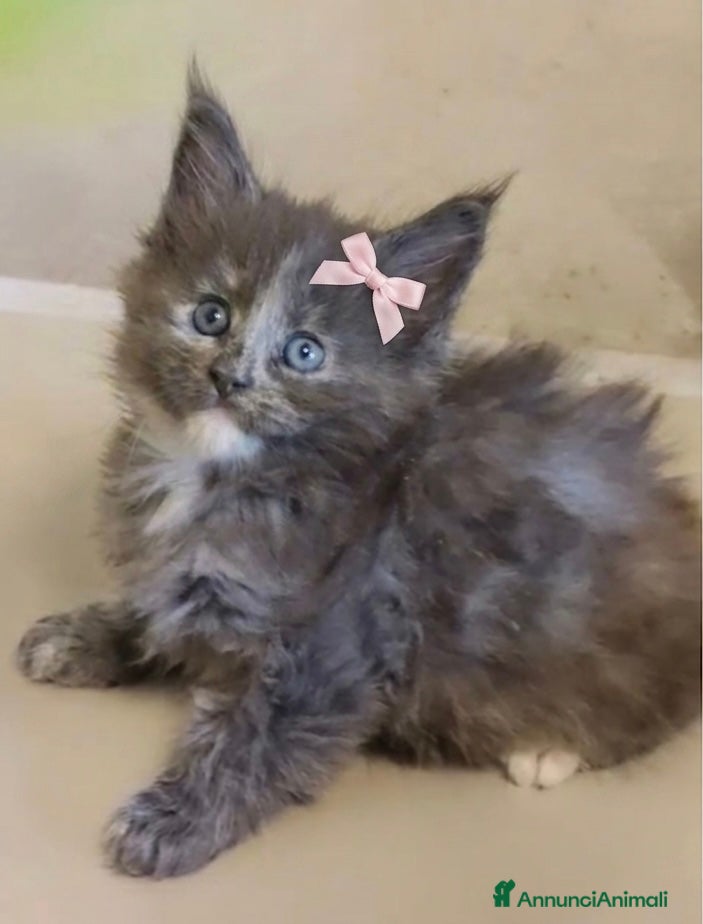 Maine Coon gatti Maine coon  - Annuncio 2