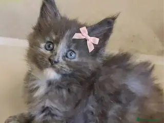 Maine Coon gatti Maine coon - Annuncio 2