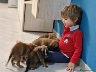 Boxer cani Boxer cuccioli con pedigree - Annuncio 1