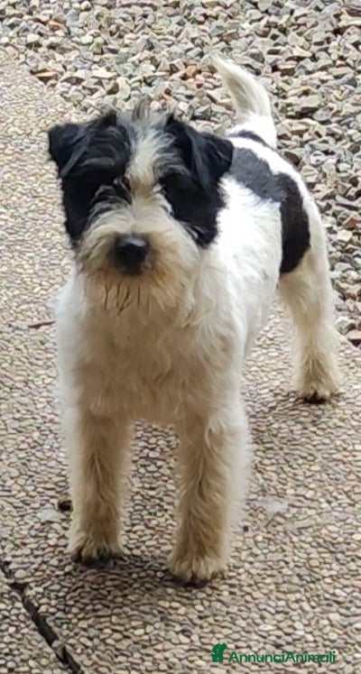 Jack Russell cani Jack Russell  - Annuncio 9