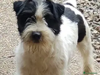 Jack Russell cani Jack Russell - Annuncio 3