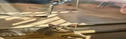 Meticcio gatti in regalo: regalo gattini a Città Metropolitana di Napoli - Annuncio 2