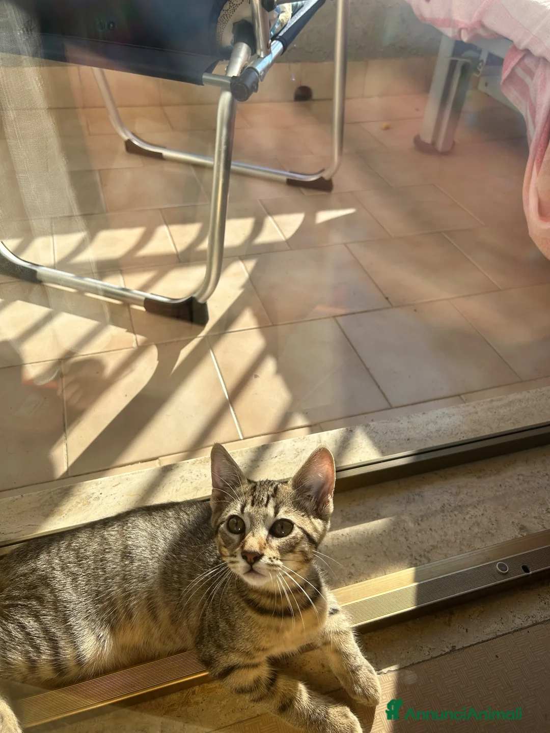 Meticcio gatti in regalo: regalo gattini a Città Metropolitana di Napoli - Annuncio 2